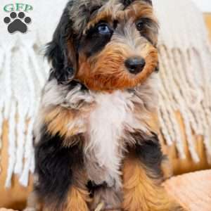 Jon, Mini Bernedoodle Puppy
